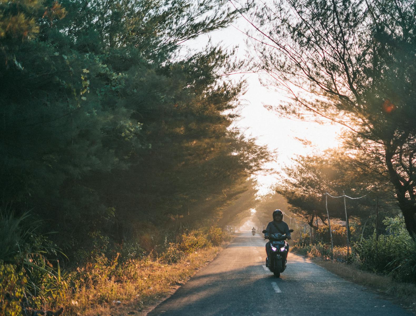 A motorcyclist rides on a scenic road through a sunlit forest at dawn, surrounded by nature.